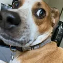 hodgesideeye