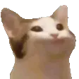 nodcat