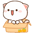box_cat