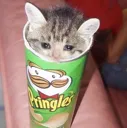 fcatpringles