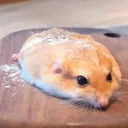 hamster