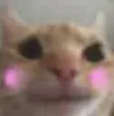 cat_blush cat_blush