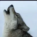 wearealpha
