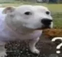 ConfusedDog