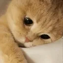 sad_cat