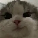 smikecat