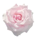 pinkrose