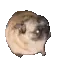 BoogieBoi