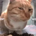 catsideye