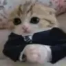 BusinessCat