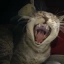 gus gus