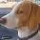 dumbassdog