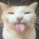 lick_cat