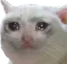 sad_cat