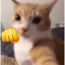 catpunch