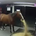 throwing_up_horse