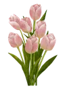 pink_tulips