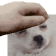 PetThepuga