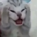 catdistress
