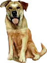 Old_Yeller_full_body