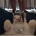catuh