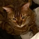 angrycat