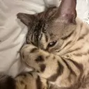 shycat