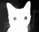 Cat_stare