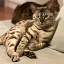 cats cats