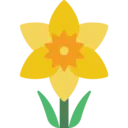 daffodil