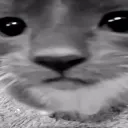 hello