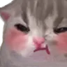 Miao_shy
