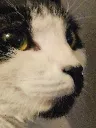 porg