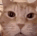 YGG_Cat_Laugh Discord emoji