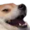 1_DOGKEKW 1_DOGKEKW