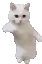 CatTime