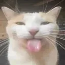 tounge_cat