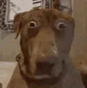 shockdog