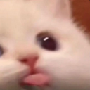 Discord Emote 30423blep: