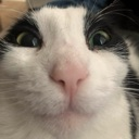 Discord Emote 81464cathappy: