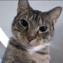 Discord Emote 8572madcat: