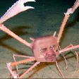 choofCrab