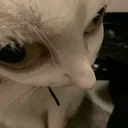wat_you_say_ni