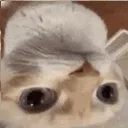huhcatnguoc