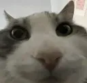 CatPeak