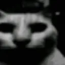 catdistressed