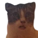cat_huh_what