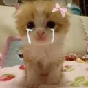 :kittycry: :kittycry: