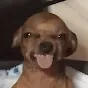 sillydog