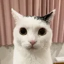 judgement